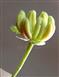  Male Flower